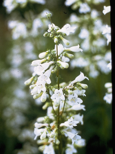 Penstemon digitalis (Mississippi penstemon) #5956