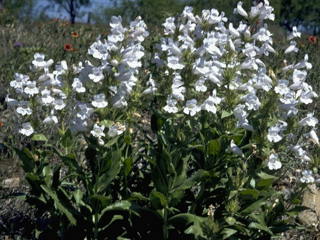 Penstemon digitalis (Mississippi penstemon) #5957