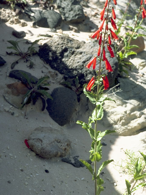 Penstemon eatonii (Firecracker penstemon) #5960