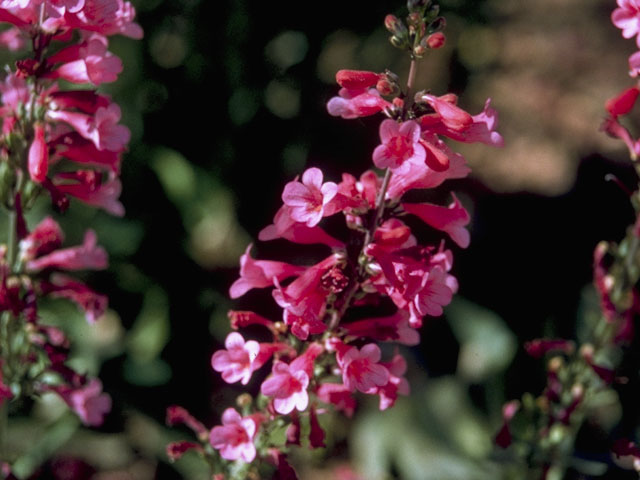 Penstemon parryi (Parry's penstemon) #5966