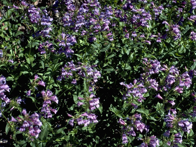 Penstemon elegantulus (Rockvine penstemon) #5967