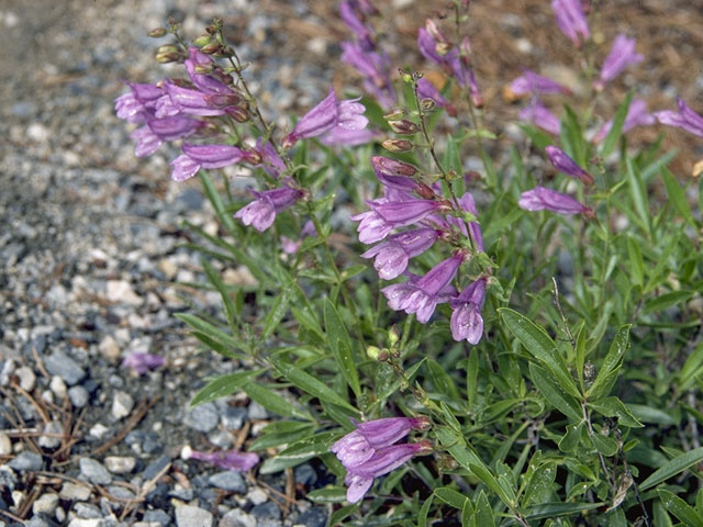 Penstemon ellipticus (Rocky ledge penstemon) #5968