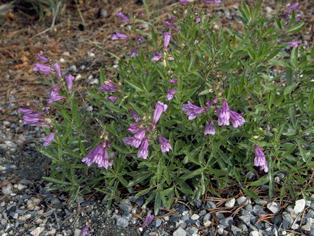 Penstemon ellipticus (Rocky ledge penstemon) #5969