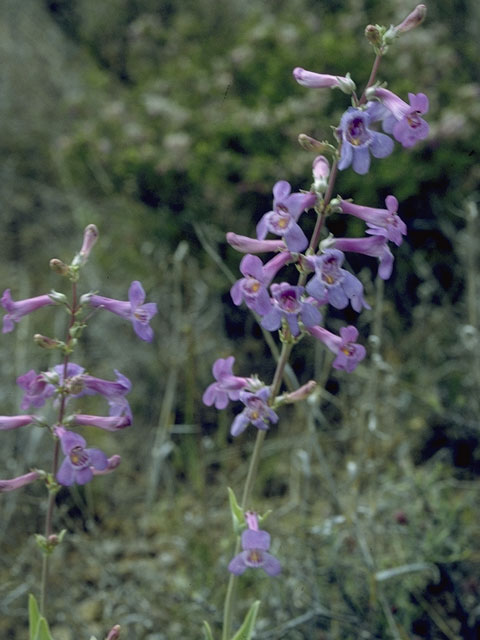 Penstemon fendleri (Fendler's penstemon) #5976