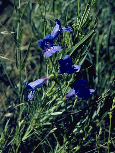 Penstemon filiformis (Threadleaf penstemon) #5977