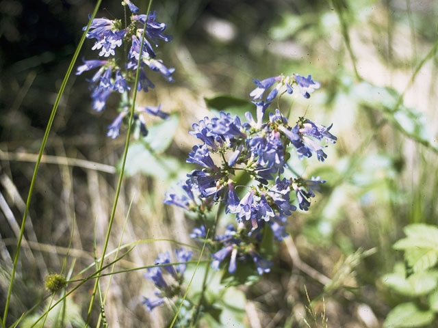 Penstemon gracilis (Lilac penstemon) #5980