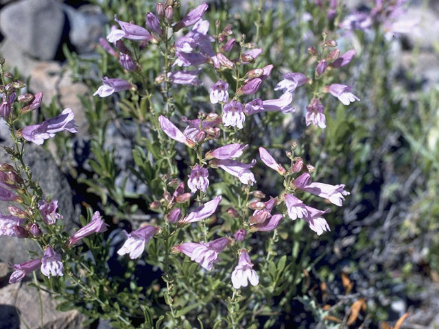 Penstemon grinnellii (Grinnell's penstemon) #5985