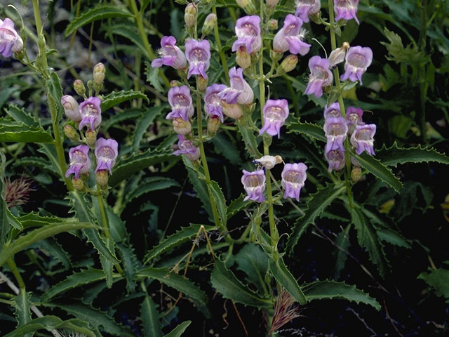 Penstemon grinnellii (Grinnell's penstemon) #5986