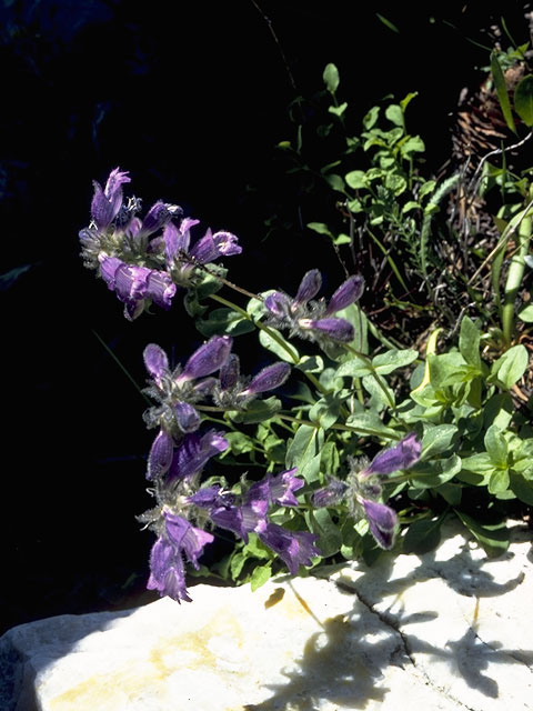 Penstemon harbourii (Harbour's penstemon) #5991