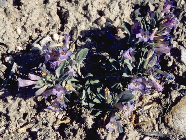 Penstemon harbourii (Harbour's penstemon) #5992