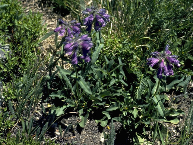 Penstemon harbourii (Harbour's penstemon) #5993