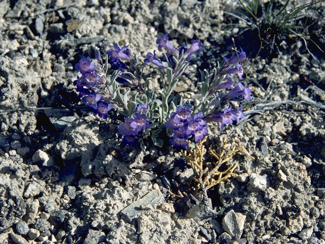 Penstemon humilis (Low penstemon) #6002