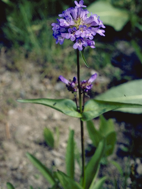 Penstemon globosus (Globe penstemon) #6003