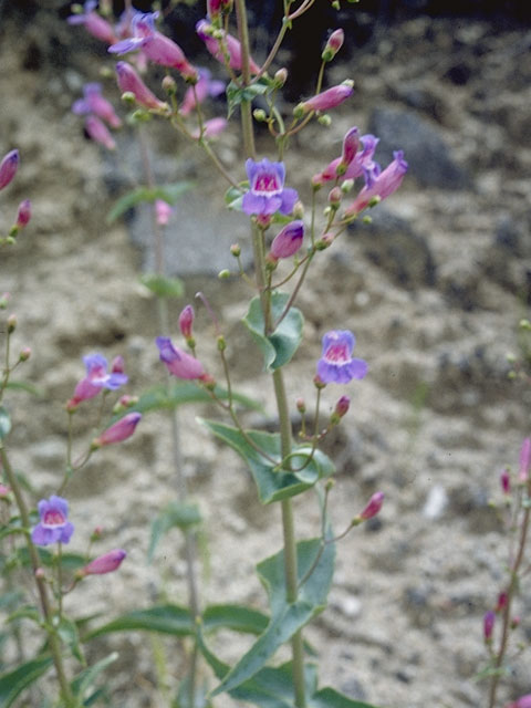 Penstemon incertus (Mojave penstemon) #6004