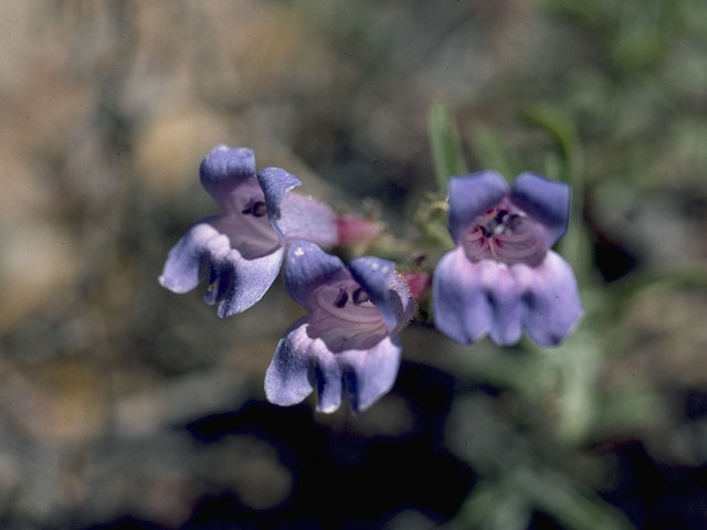 Penstemon laetus (Mountain blue penstemon) #6009