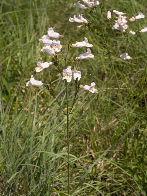 Penstemon laxiflorus (Nodding penstemon) #6015