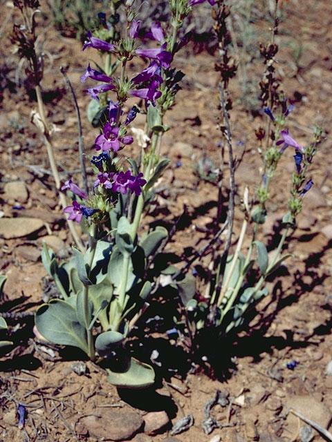 Penstemon leiophyllus (Smoothleaf penstemon) #6017