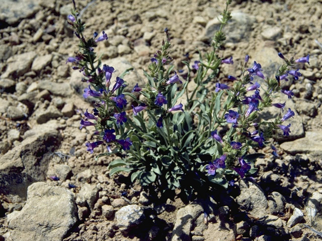 Penstemon leiophyllus (Smoothleaf penstemon) #6018