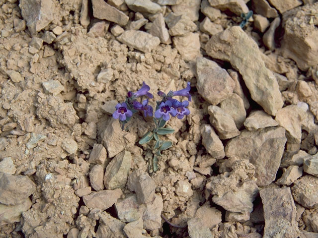 Penstemon nanus (Dwarf penstemon) #6032