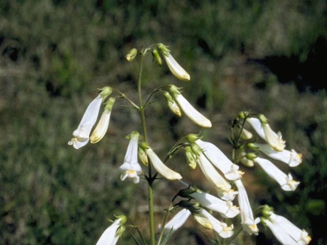 Penstemon oklahomensis (Oklahoma penstemon) #6037