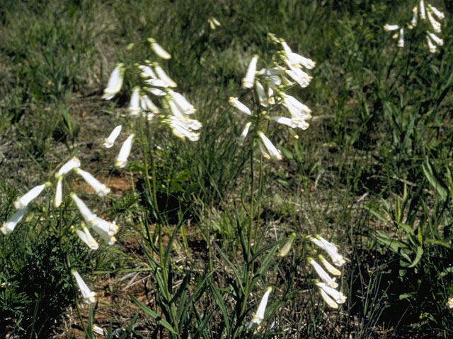 Penstemon oklahomensis (Oklahoma penstemon) #6038