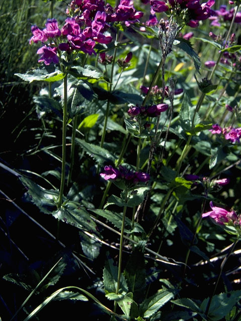 Penstemon ovatus (Eggleaf penstemon) #6041