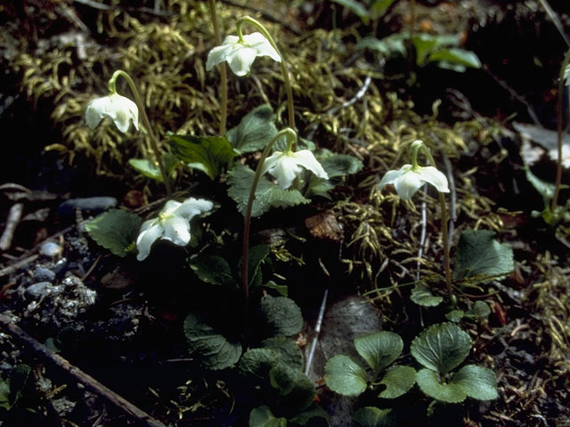 Moneses uniflora (Single delight) #6052