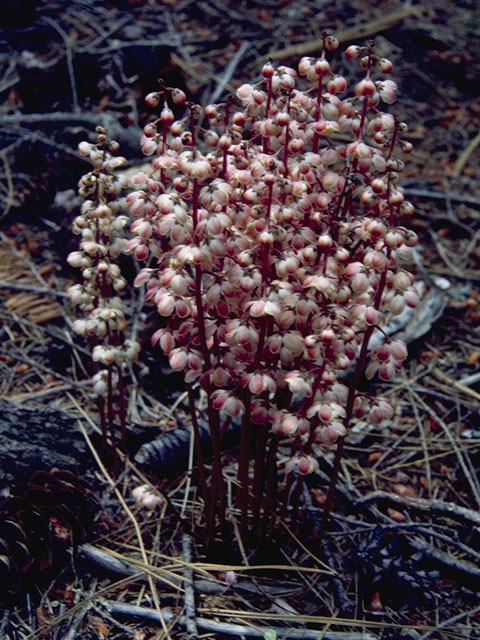 Pyrola picta (White-veined wintergreen) #6063