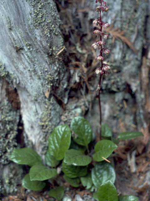 Pyrola asarifolia (Liverleaf wintergreen) #6064