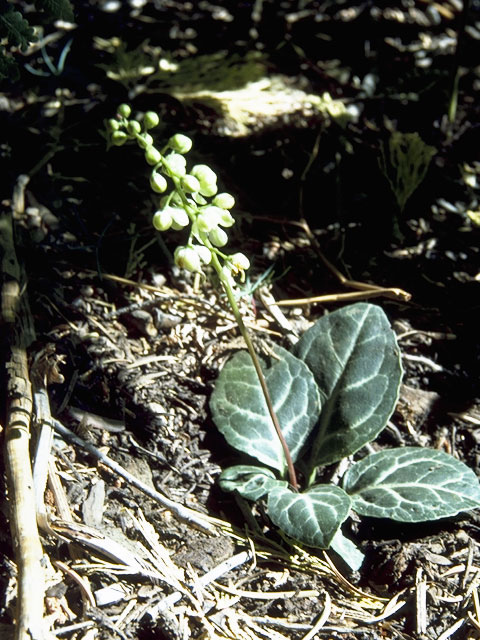 Pyrola picta (White-veined wintergreen) #6076