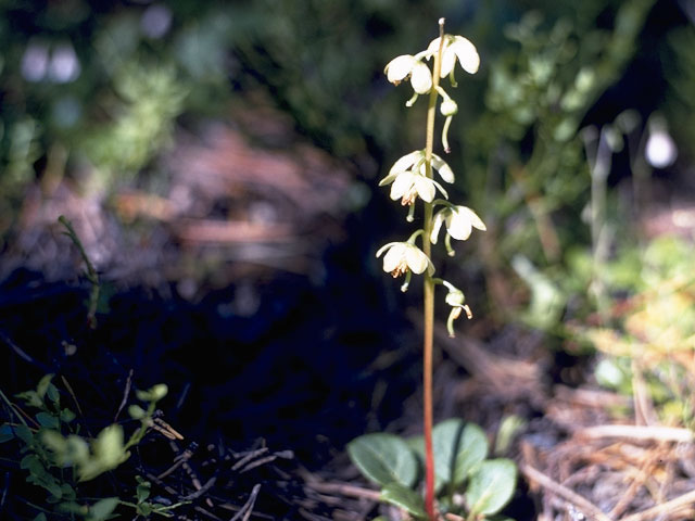 Pyrola chlorantha (Green-flowered wintergreen) #6083