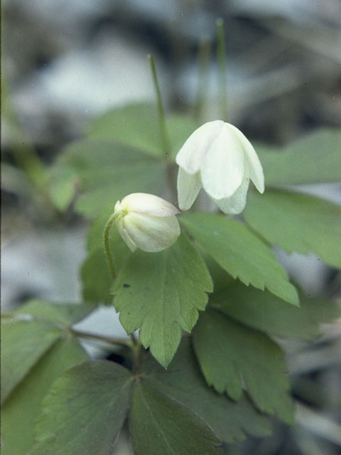 Anemone quinquefolia (Wood anemone) #6132