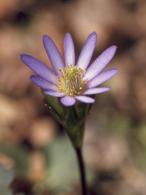 Anemone berlandieri (Tenpetal anemone) #6140