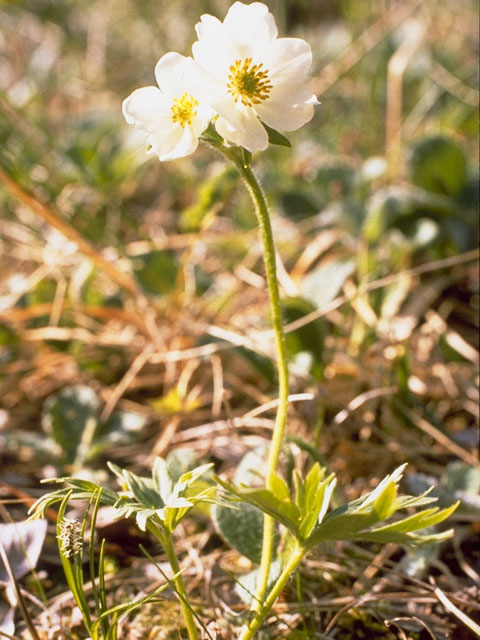 Anemone narcissiflora (Narcissus anemone) #6159