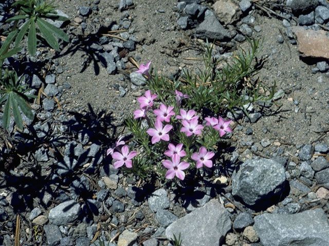 Phlox mollis (Soft phlox) #6178