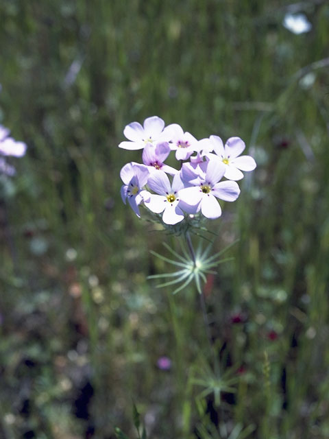 Phlox missoulensis (Missoula phlox) #6179