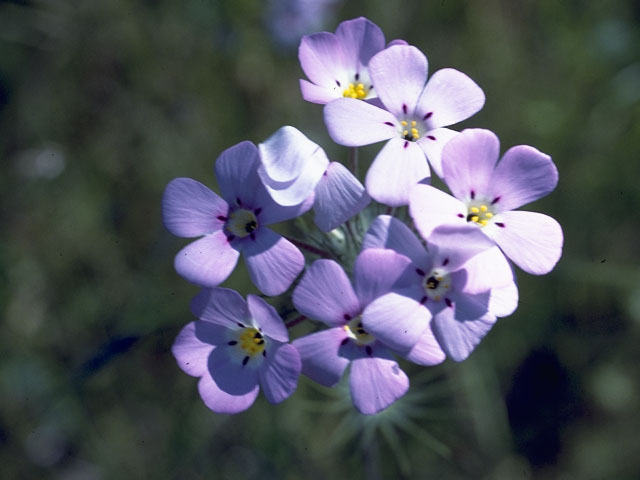 Phlox missoulensis (Missoula phlox) #6180