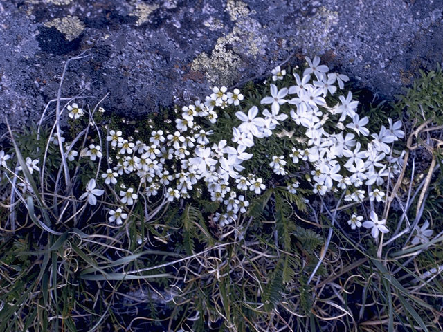 Phlox pulvinata (Cushion phlox) #6199