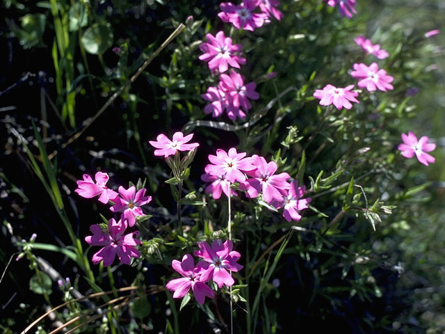 Phlox speciosa (Showy phlox) #6208