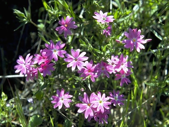 Phlox speciosa (Showy phlox) #6209