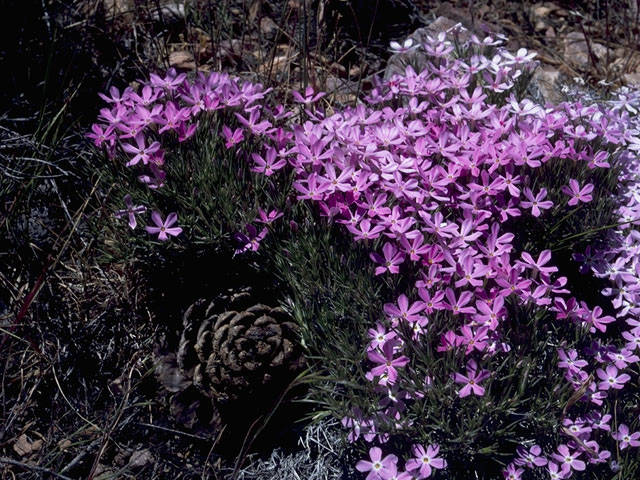 Phlox stansburyi (Cold-desert phlox) #6217