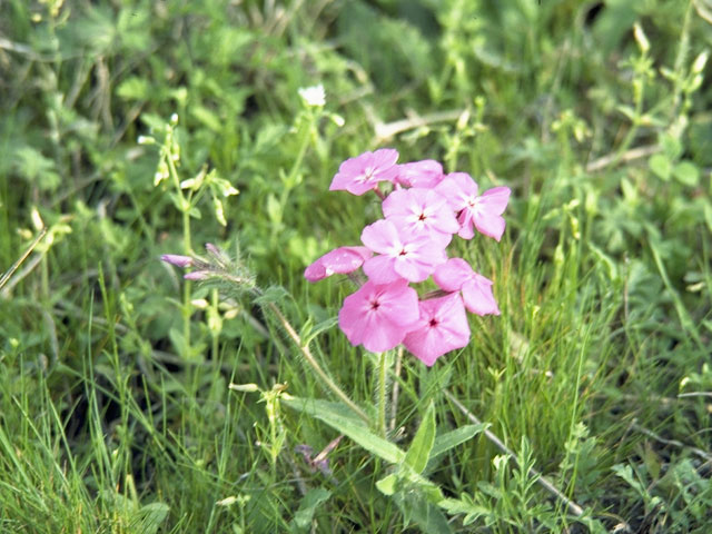 Phlox stansburyi (Cold-desert phlox) #6218