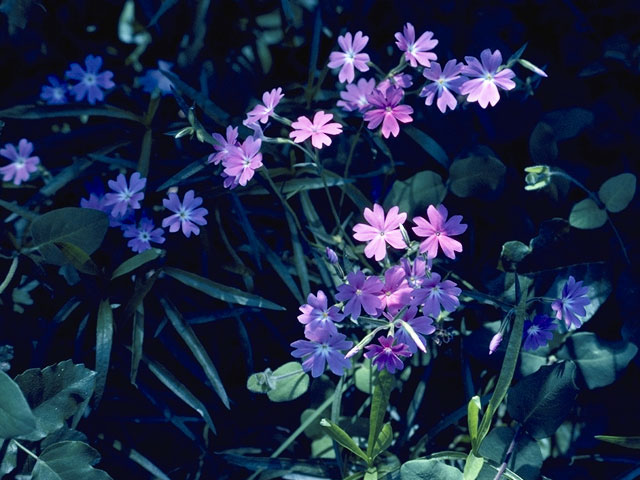 Phlox subulata (Creeping phlox) #6224