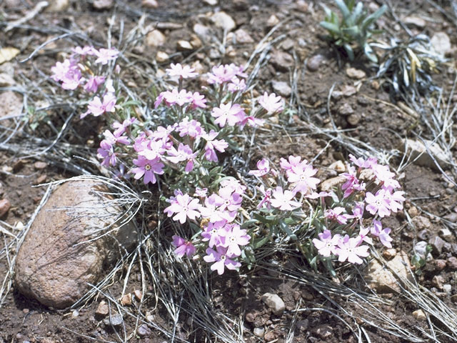 Phlox speciosa ssp. woodhousei (Woodhouse's phlox) #6229