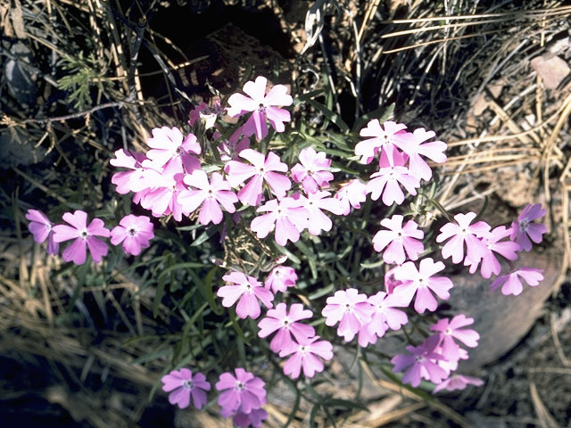 Phlox speciosa ssp. woodhousei (Woodhouse's phlox) #6230