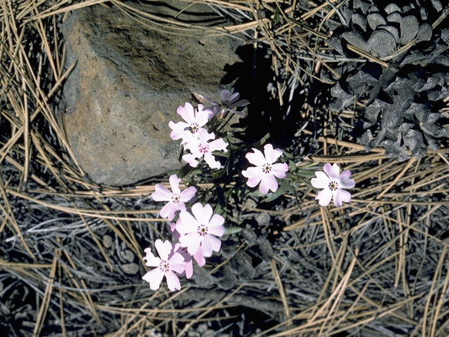 Phlox speciosa ssp. woodhousei (Woodhouse's phlox) #6231