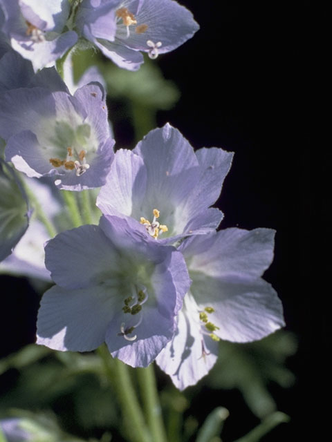 Polemonium acutiflorum (Tall jacob's-ladder) #6234