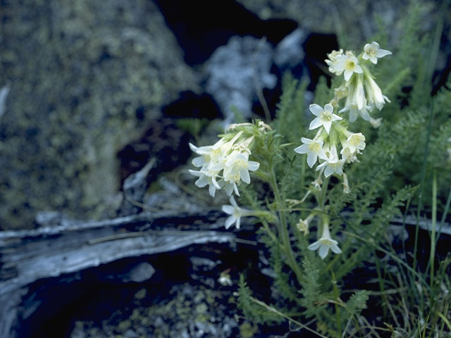 Polemonium brandegeei (Brandegee's jacob's-ladder) #6236