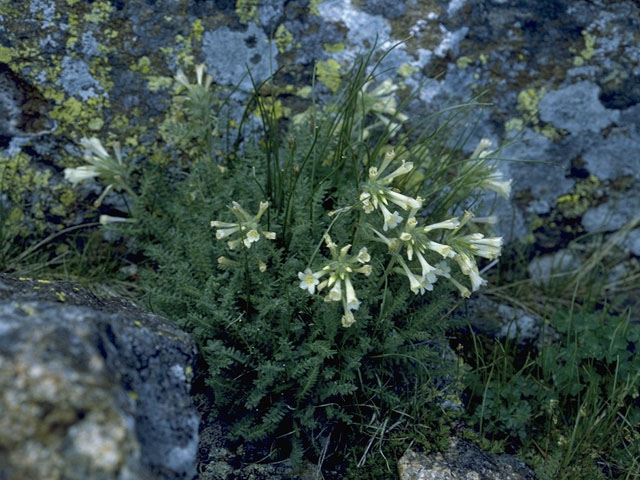 Polemonium brandegeei (Brandegee's jacob's-ladder) #6237