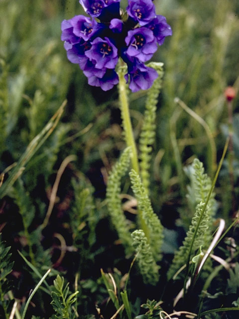 Polemonium viscosum (Sticky polemonium) #6255